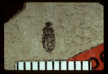 Media type: image;   Entomology PALE-4066 Aspect: full